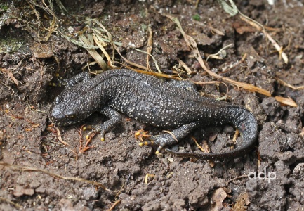 Great Crested Newt (Molge cristata) Alan Prowse